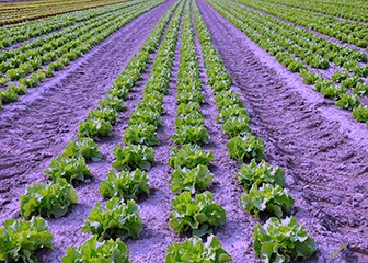 Agricultural Engineering